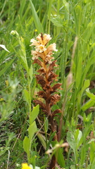 Orobanche lutea