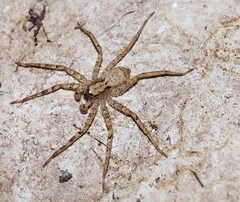 Selenopidae