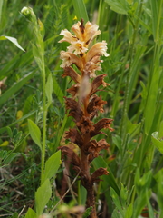 Orobanche lutea