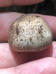 Agaricus hondensis
