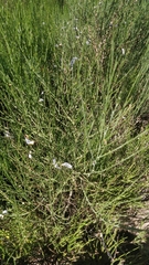 Cytisus striatus image