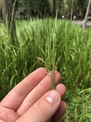 Heteropogon contortus