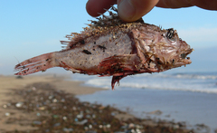 Scorpaenidae