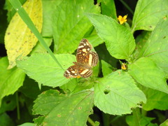 Anthanassa drusilla