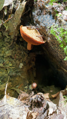 Chalciporus piperatus