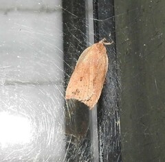 Planotortrix