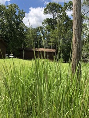 Heteropogon contortus