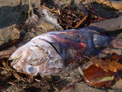 Scorpaenidae