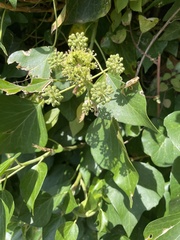 Hedera canariensis