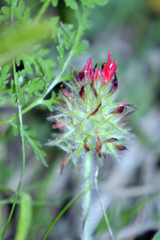 Trifolium incarnatum