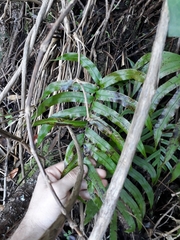 Blechnum triangularifolium