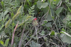 Trifolium incarnatum