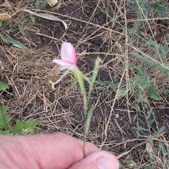 Oenothera suffulta