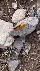 Phaegopterina