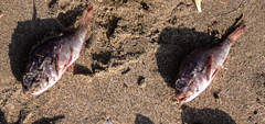 Scorpaenidae