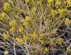 Chrysothamnus greenei