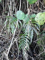 Blechnum triangularifolium