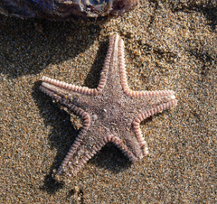 Astropecten irregularis