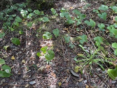 Maianthemum dilatatum