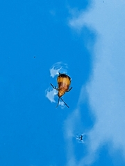 Monocesta coryli