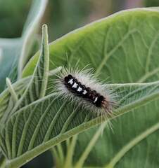Lepidoptera