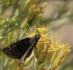 Erynnis tristis