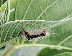 Lepidoptera