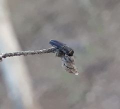 Agrilaxia
