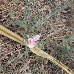 Oenothera suffulta