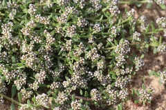 Corrigiola litoralis