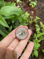 Humaria hemisphaerica