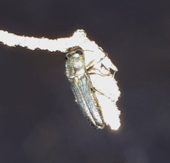Agrilaxia