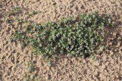 Corrigiola litoralis