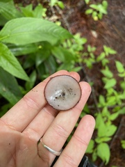 Humaria hemisphaerica