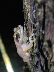 Pseudophilautus amboli