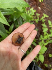 Humaria hemisphaerica