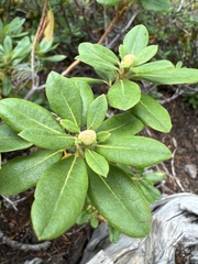 Rhododendron columbianum