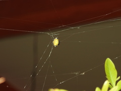 Gasteracantha cancriformis