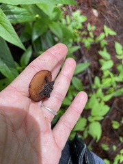 Humaria hemisphaerica