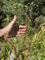 Platanthera dilatata