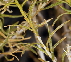 Chrysothamnus greenei