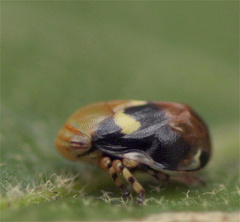 Clastoptera