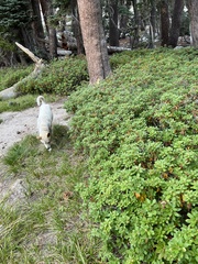 Rhododendron columbianum