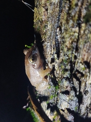 Pseudophilautus amboli