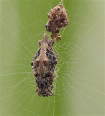 Cyclosa bifurcata