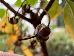 Rhododendron columbianum