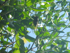 Diceroprocta viridifascia