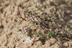 Spergularia rubra