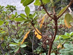 Rhododendron columbianum