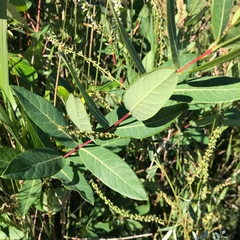 Apocynum cannabinum